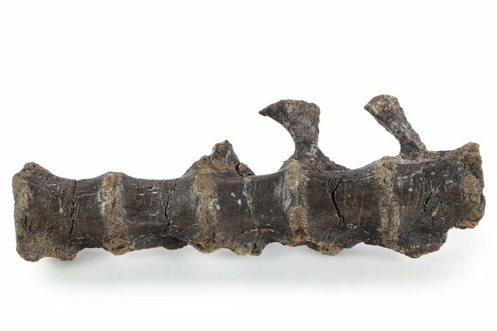 Fossil Ornithopod Dinosaur (Dryosaurus) Sacrum - Wyoming #348202